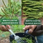 Biljka Koja Se Često Miješa sa Korovom, Ali Može “Isprazniti Bolnice”