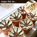 Pretvaranje jedne sukulentne biljke u cijelu kolekciju je lakše nego što izgleda 🌵✨