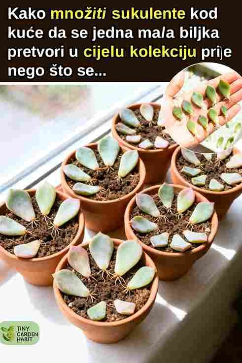 Pretvaranje jedne sukulentne biljke u cijelu kolekciju je lakše nego što izgleda 🌵✨
