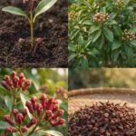 Jednostavan vodič za uzgoj karanfilića kod kuće i uživanje u njihovoj aromi tokom cijele godine 🌿✨