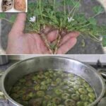 Raste svuda, ali većina ljudi nema pojma da je ovo voće pravo blago…