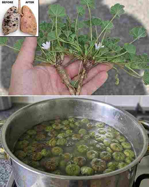 Raste svuda, ali većina ljudi nema pojma da je ovo voće pravo blago…