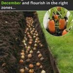 Zima ne mora biti prepreka za uzgoj povrća. Zapravo, mnoge vrste povrća odlično podnose niske temperature i čak bolje rastu u hladnijim uslovima.