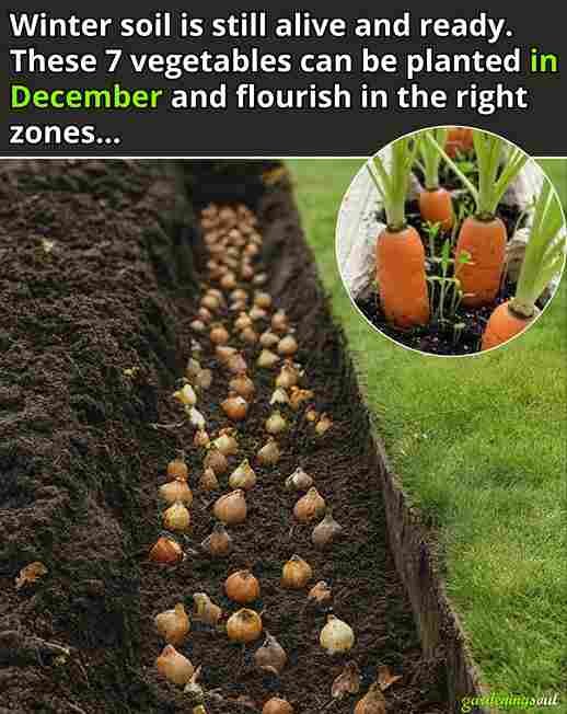 Zima ne mora biti prepreka za uzgoj povrća. Zapravo, mnoge vrste povrća odlično podnose niske temperature i čak bolje rastu u hladnijim uslovima.