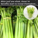 Celer je povrće koje se često zanemaruje, iako ima brojne zdravstvene prednosti.