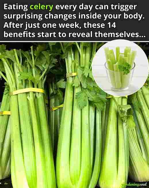 Celer je povrće koje se često zanemaruje, iako ima brojne zdravstvene prednosti.