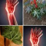 Ovaj list na prvi pogled izgleda sasvim obično i neprivlačno, zbog čega ga većina ljudi lako zanemari.