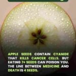 Sjemenke jabuke često se spominju u raznim alternativnim izvorima zbog supstance koja se zove amigdalin.