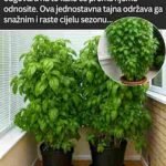 Vrtlarova Tajna: Kako Uzgojiti Bosiljak Koji Ne Prestaje Rasti Tokom Sezone