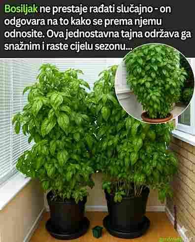 Vrtlarova Tajna: Kako Uzgojiti Bosiljak Koji Ne Prestaje Rasti Tokom Sezone
