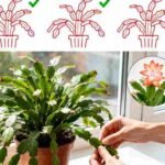 Kako malo orezivanje pomaže vašoj božićnoj kaktus biljci da raste gušće i ljepše cvjeta 🎄🌵✨