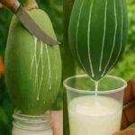 Svi vole papaju, ali većina ljudi ne shvata koliko je njen mlječni sok važan…