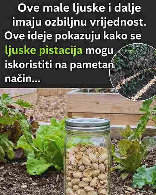 7 Genijalnih razloga zašto nikada ne biste trebali bacati ljuske pistacija