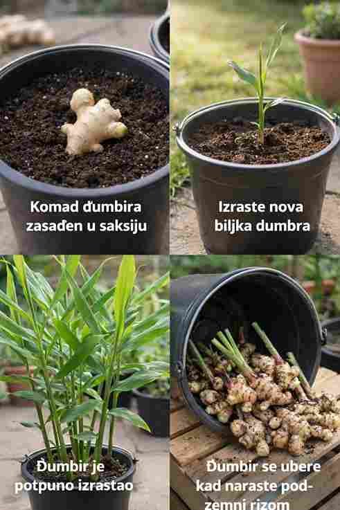 Kako uzgajati đumbir kod kuće: korak po korak i savjeti za njegu 🌱