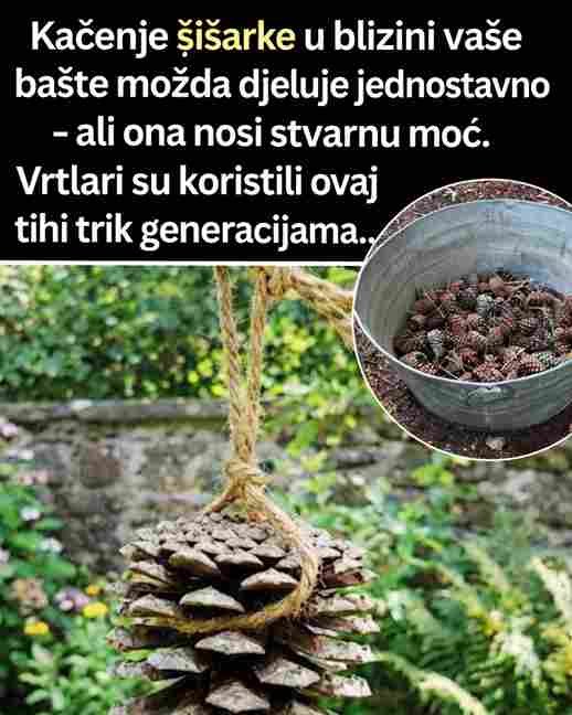 Zašto biste trebali okačiti šišarku blizu svog vrta