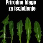 Maslačak: Prirodno ljekovito blago 🌿