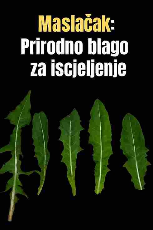 Maslačak: Prirodno ljekovito blago 🌿