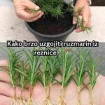 Kako brzo uzgojiti ruzmarin iz reznice 🌿✂️