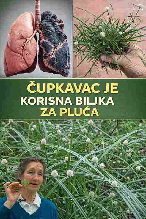 Ovo skromno čudo prirode raste svugdje, ali ga većina potcjenjuje… 🌿