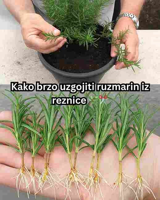 Kako brzo uzgojiti ruzmarin iz reznice 🌿✂️