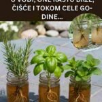 11 biljaka koje ne samo da preživljavaju u vodi, već i bujaju 🌿💧