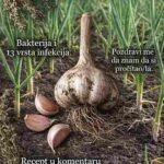 Češnjak: Prirodni antibiotik koji uništava infekcije 🌿🧄