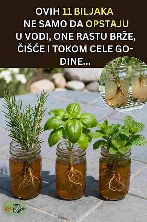 11 biljaka koje ne samo da preživljavaju u vodi, već i bujaju 🌿💧