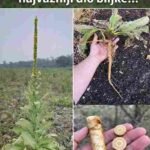 Zašto je korijen biljke trputac (Mullein) najvažniji dio biljke