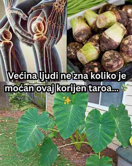 Većina ljudi ne zna koliko je moćan ovaj korijen taroa… 🌿✨