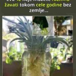 Neke kućne biljke toliko vole vodu da bukvalno bujaju u njoj! 💧🌿