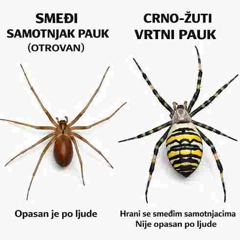 Razlike između smeđe samotnice i tigraste pauka ⚠️🕷️