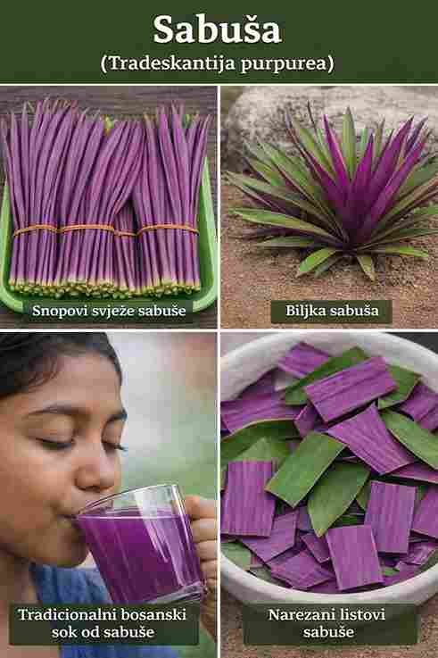 Odgovoran i realan pogled na tvrdnje o „čudesnoj biljci“