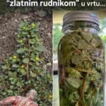 Nikada ne gazite ovu biljku: u vrtu je prava „zlatna kopa“!