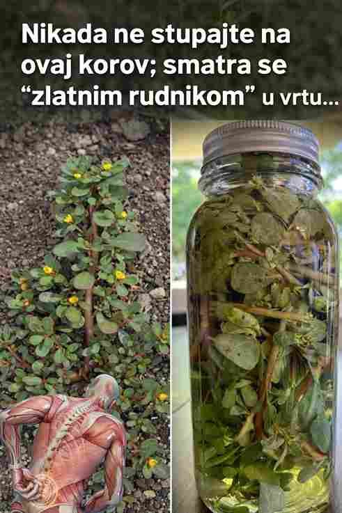 Nikada ne gazite ovu biljku: u vrtu je prava „zlatna kopa“!