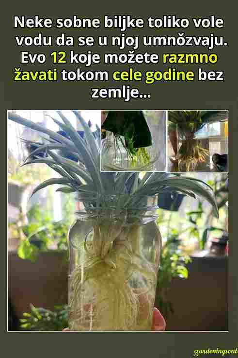 Neke kućne biljke toliko vole vodu da bukvalno bujaju u njoj! 💧🌿