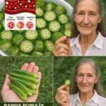 11 moćnih razloga zbog kojih bi cijela vaša porodica trebala piti vodu od bamije svaki dan 🌿💧