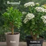 🌸🌿 Kako podstaći cvjetanje biljke jade