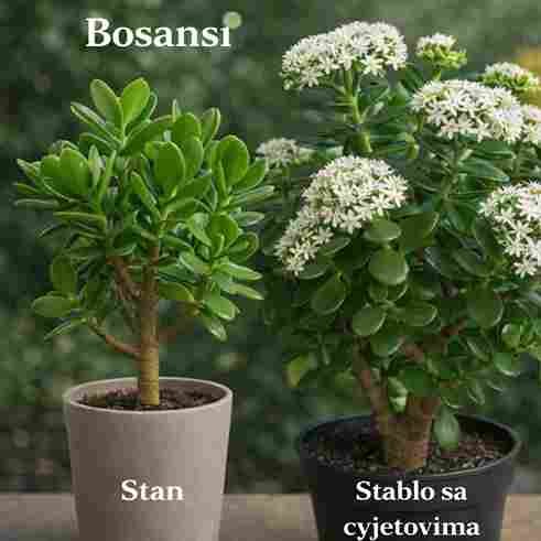 🌸🌿 Kako podstaći cvjetanje biljke jade