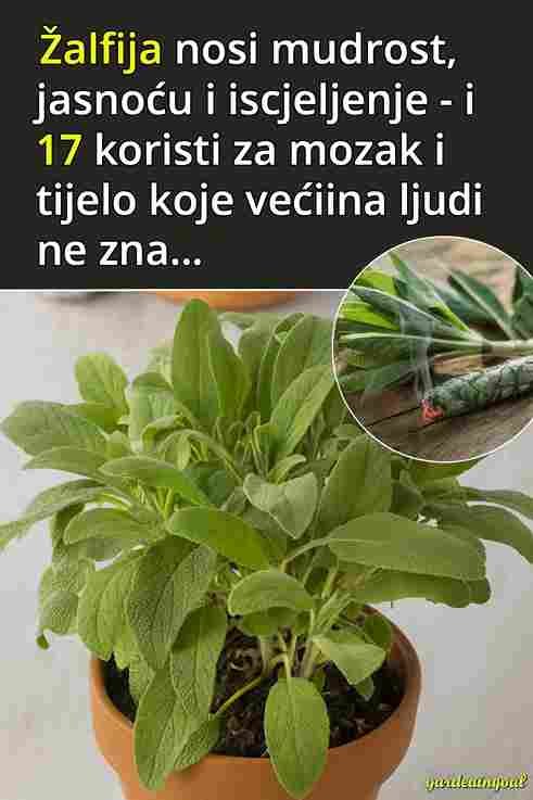 Kad žalfija (Sage) nosi mudrost 🌿✨