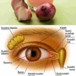 Poboljšajte vid prirodno uz pomoć luka za samo 5 dana kod kuće