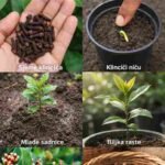 Jednostavan i učinkovit način za uzgoj karanfilića kod kuće za prirodnu aromu