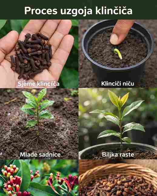 Jednostavan i učinkovit način za uzgoj karanfilića kod kuće za prirodnu aromu