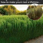 Ružmarin: Kako ga koristiti da traje cijeli život