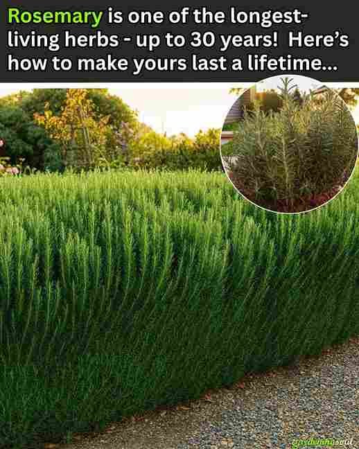 Ružmarin: Kako ga koristiti da traje cijeli život