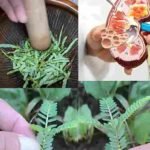 Sramežljiva biljka koja podržava zdravlje bubrega i mokraćnog sistema