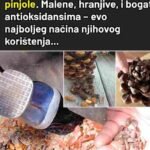 Pinjoli: Male sjemenke sa ogromnim zdravstvenim prednostima