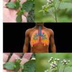 Običan list s dugom tradicijom: podrška plućima i disajnim putevima