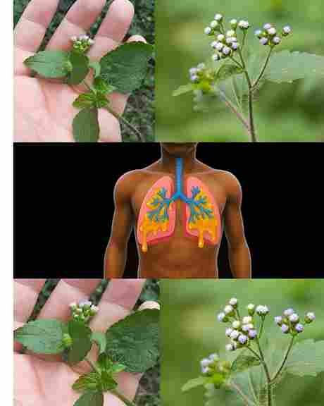 Običan list s dugom tradicijom: podrška plućima i disajnim putevima