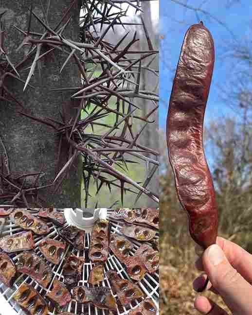 Ako vidite ovo drvo, sjedite na pravom bogatstvu! 🌳💰