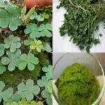 Raste svuda, ali većina ljudi ne zna da je ovo prava riznica 🌿